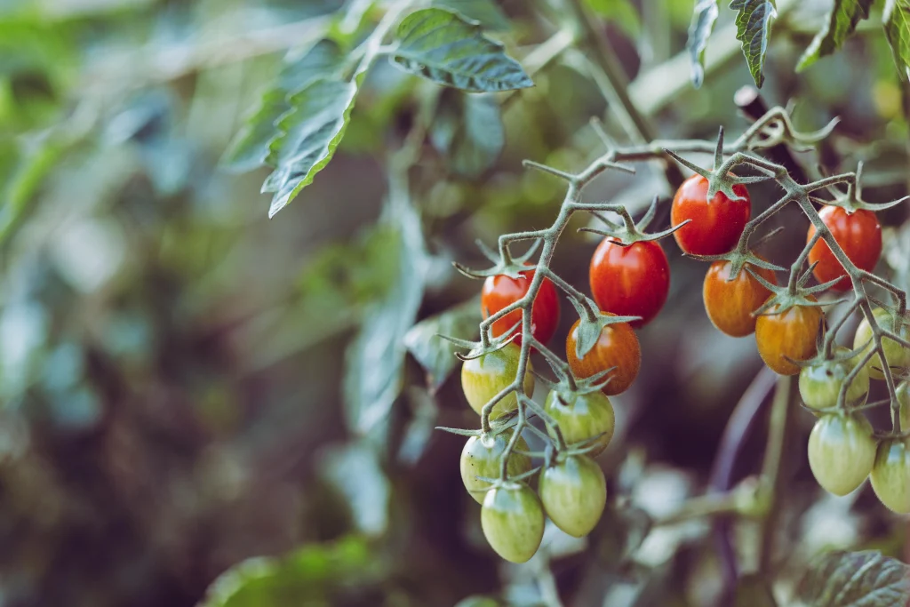 Grappe de tomates cerises rouges et vertes sur le plant, au jardin.
