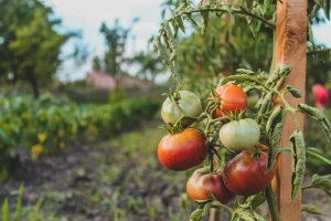 Plant de tomates tuteuré avec fruits en cours de maturation au potager