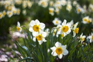 pourquoi mes jonquilles ne fleurissent elles pas