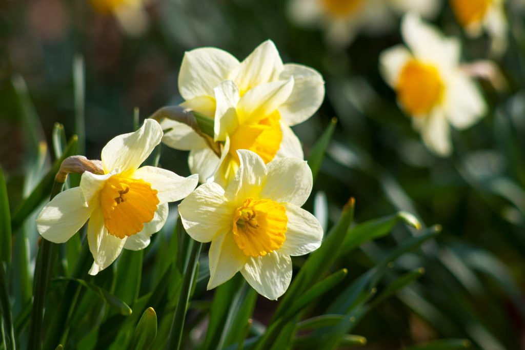 pourquoi mes jonquilles ne fleurissent pas fanees