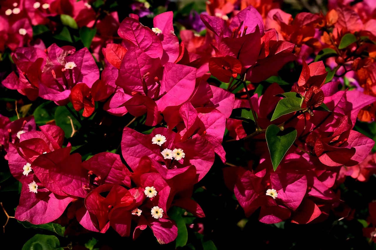 bougainvillier perd ses fleurs ex