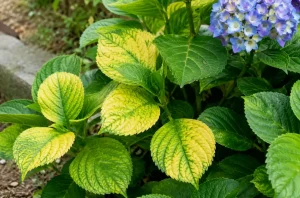 Hortensia avec feuilles jaunes et nervures vertes dans un jardin